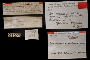 Media type: image;   Invertebrate Zoology OPH-333 Description: Handwritten labels for this specimen included in the specimen tray.;  Aspect: labels